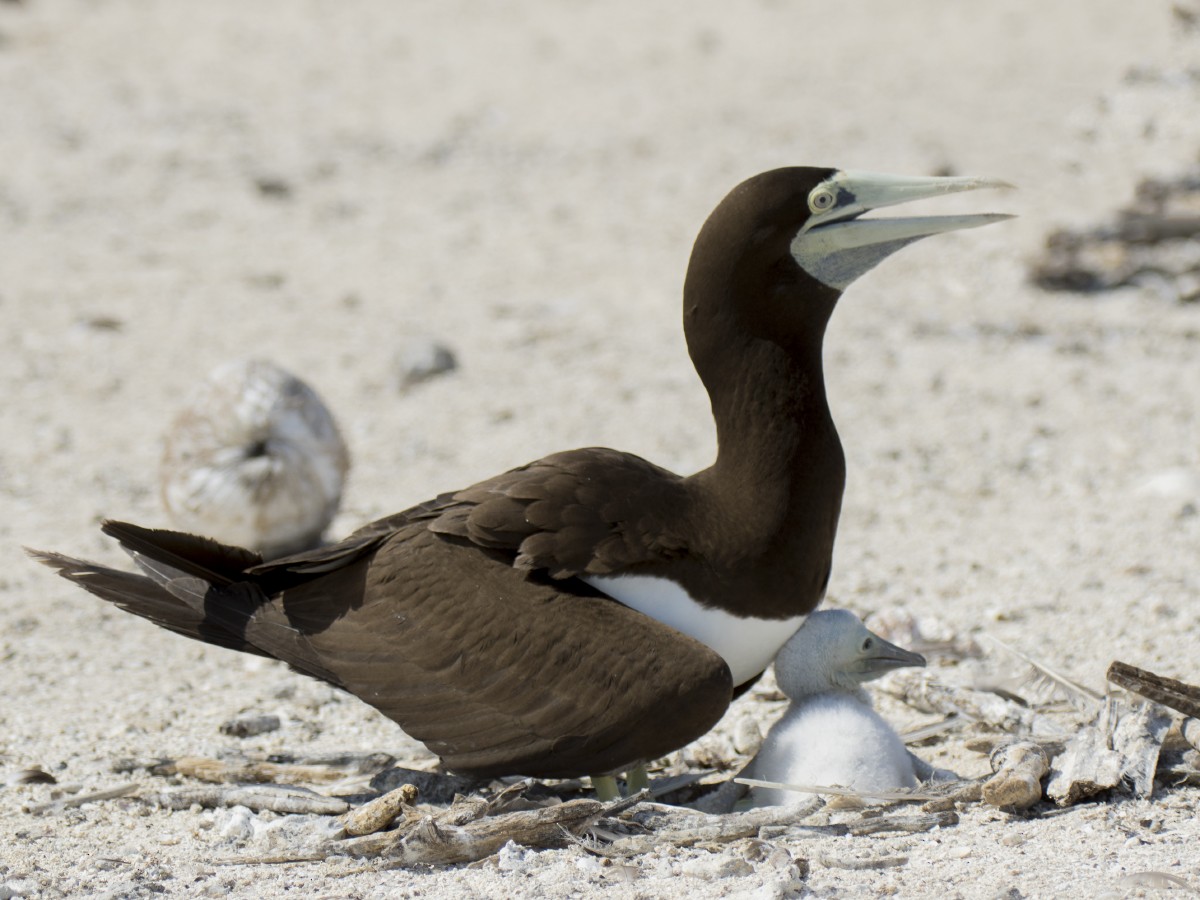 Piquero Pardo - ML646545941