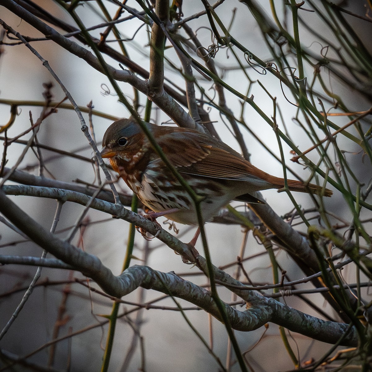 Tilki Renkli Serçe - ML646545944