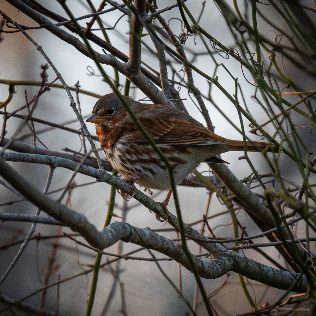 Tilki Renkli Serçe - ML646545945