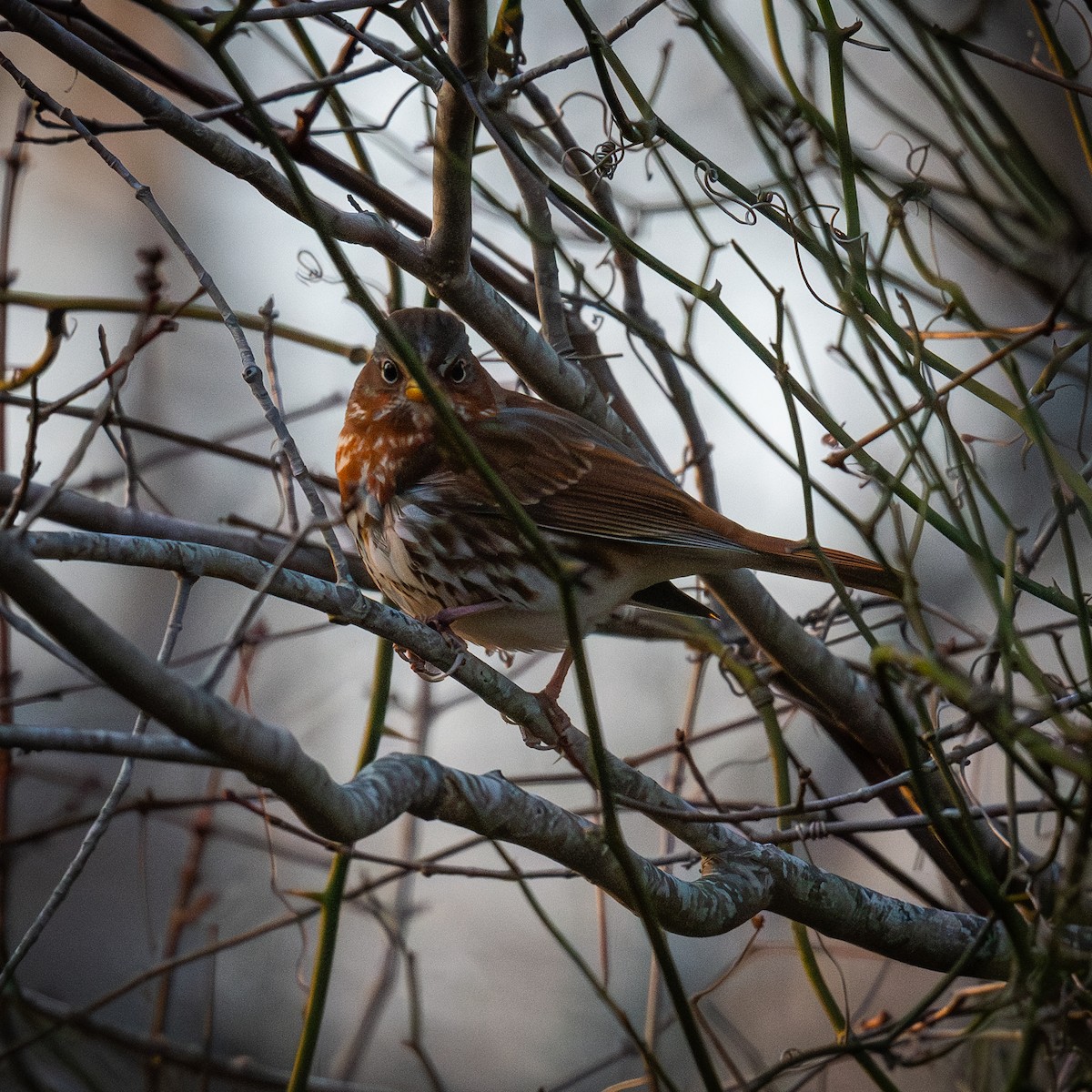 Tilki Renkli Serçe - ML646545946