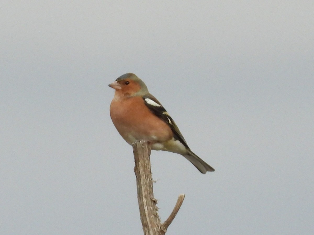 Common Chaffinch - ML646545948