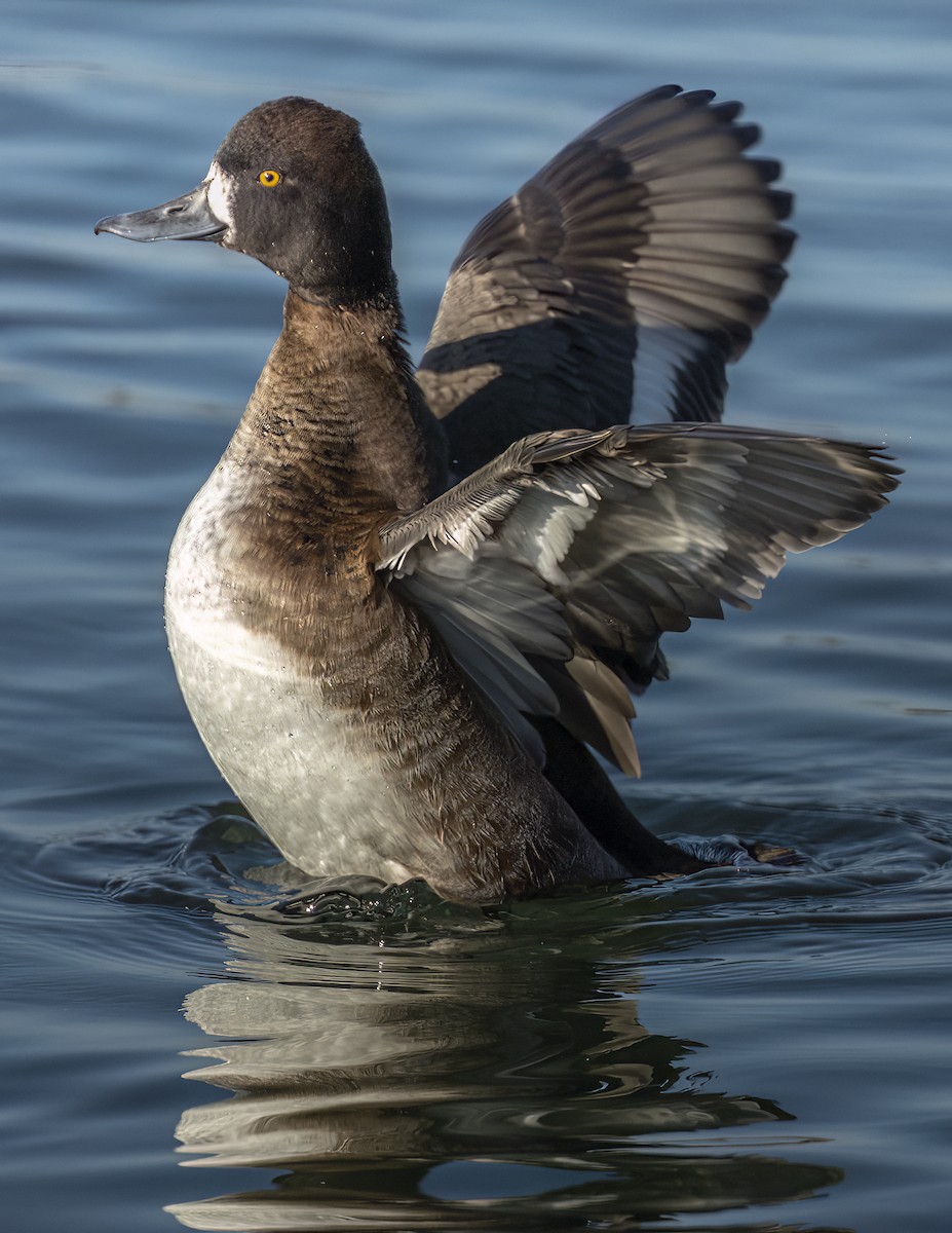 Moretta dal collare - ML646545949