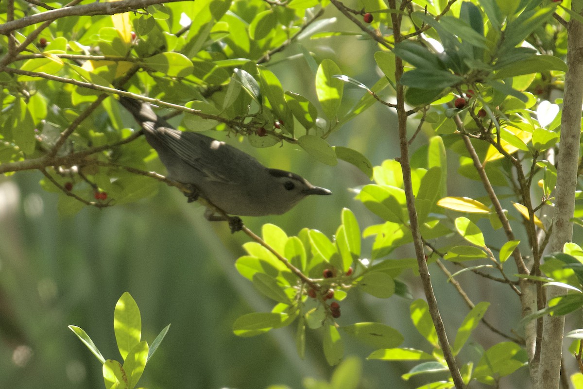 Pájaro Gato Gris - ML646545953