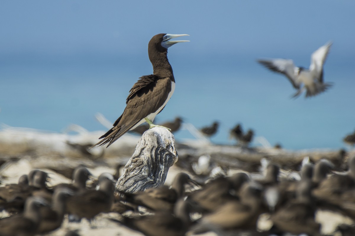 Piquero Pardo - ML646545954