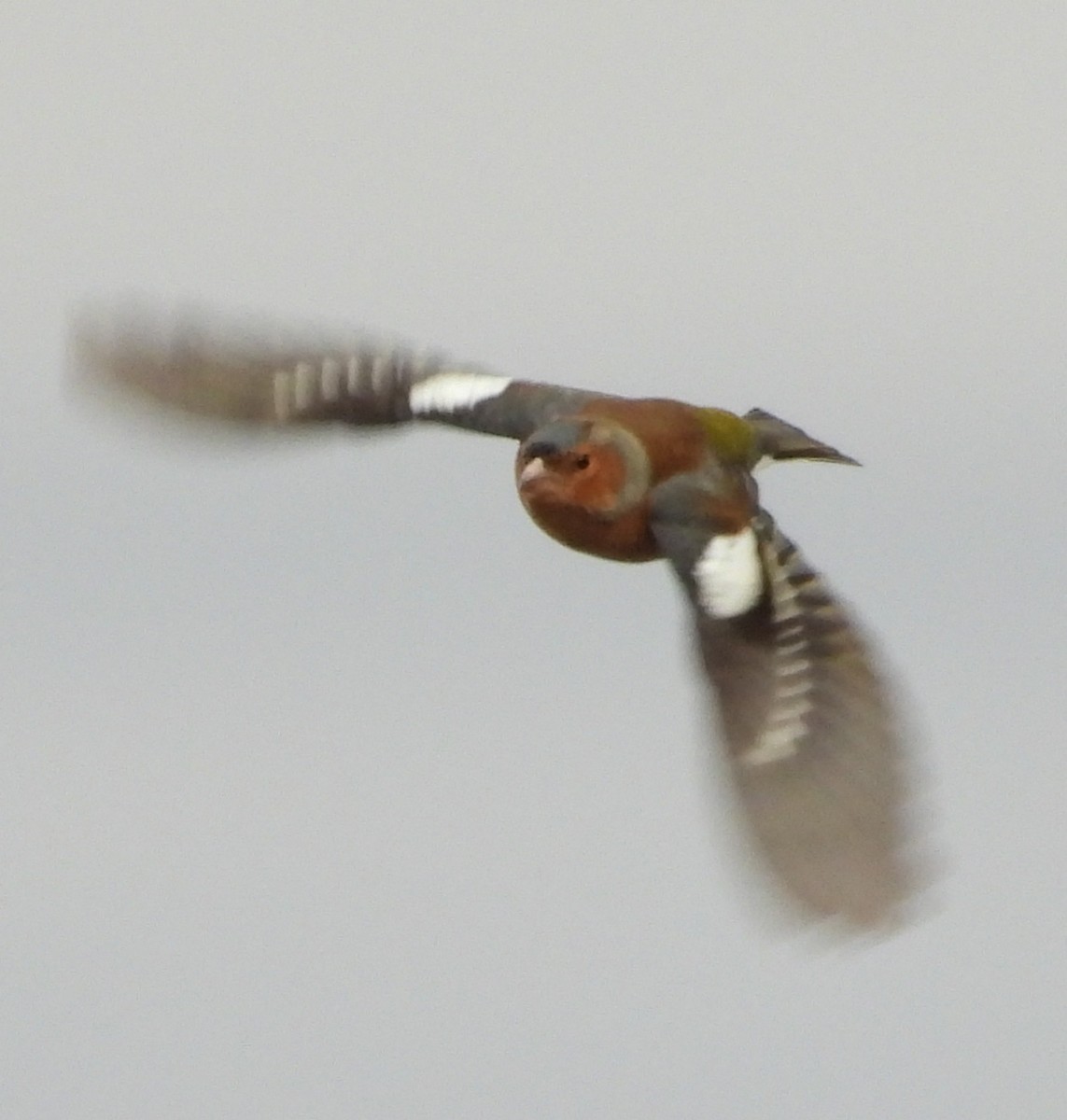 Common Chaffinch - ML646545957