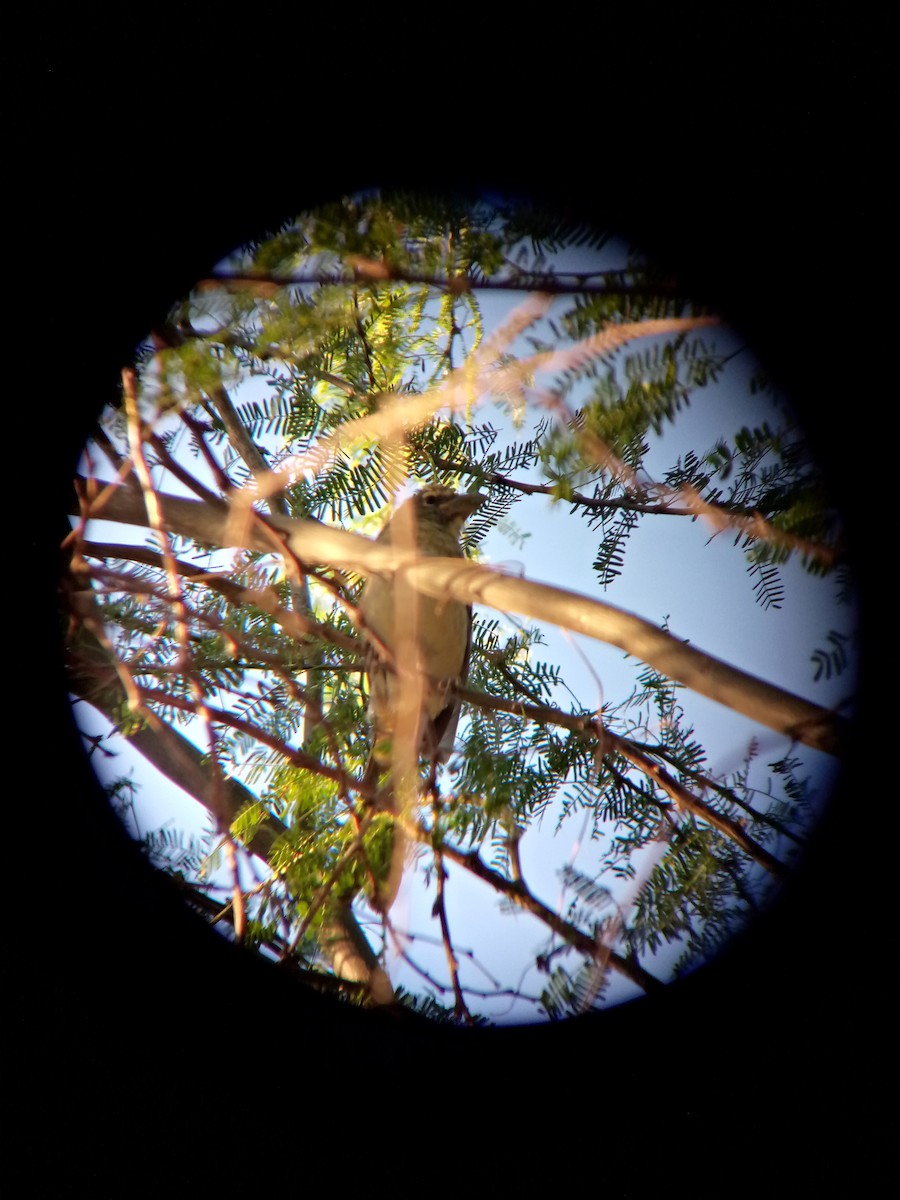 Olive-gray Saltator - ML646545958