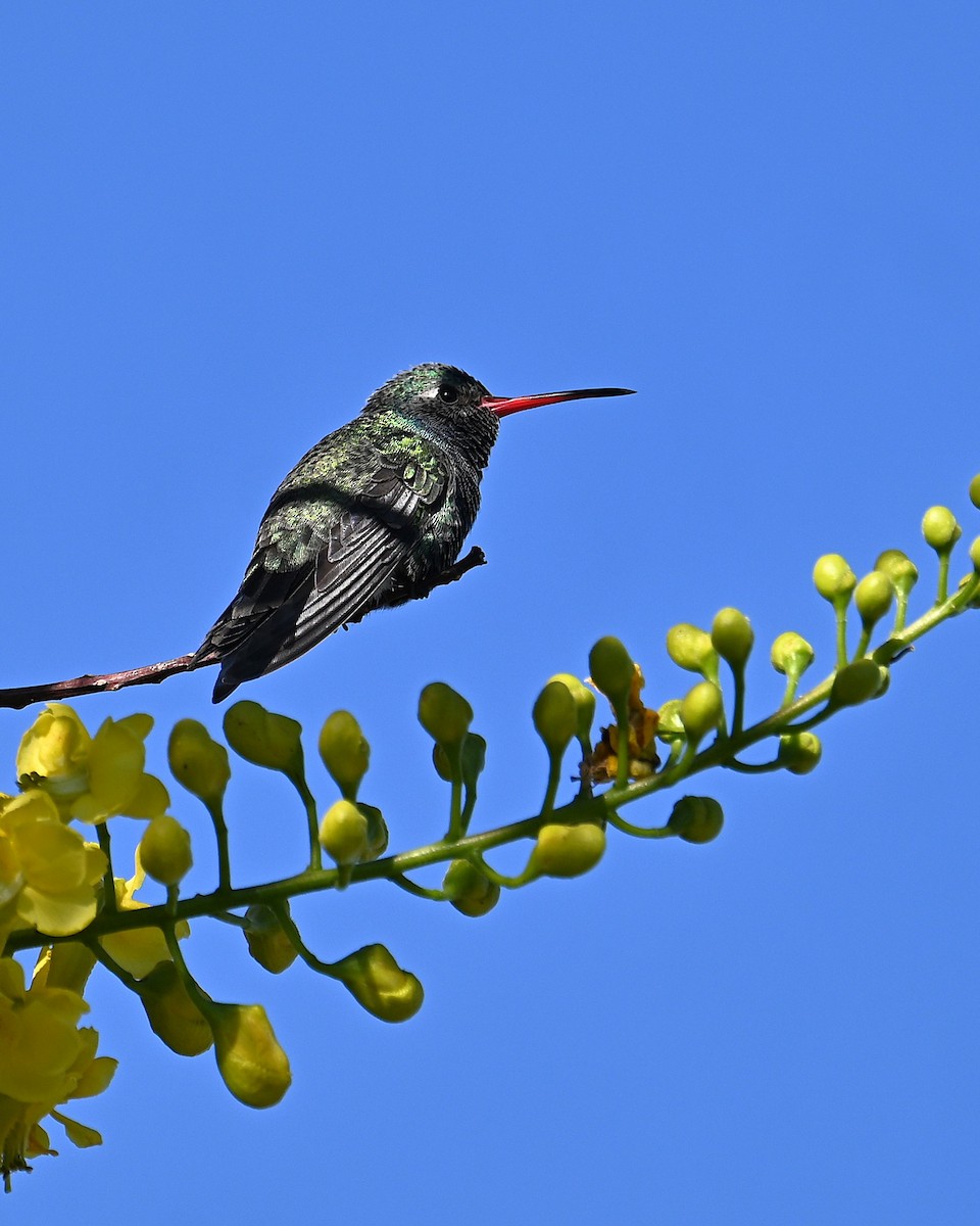 Broad-billed Hummingbird - ML646545959