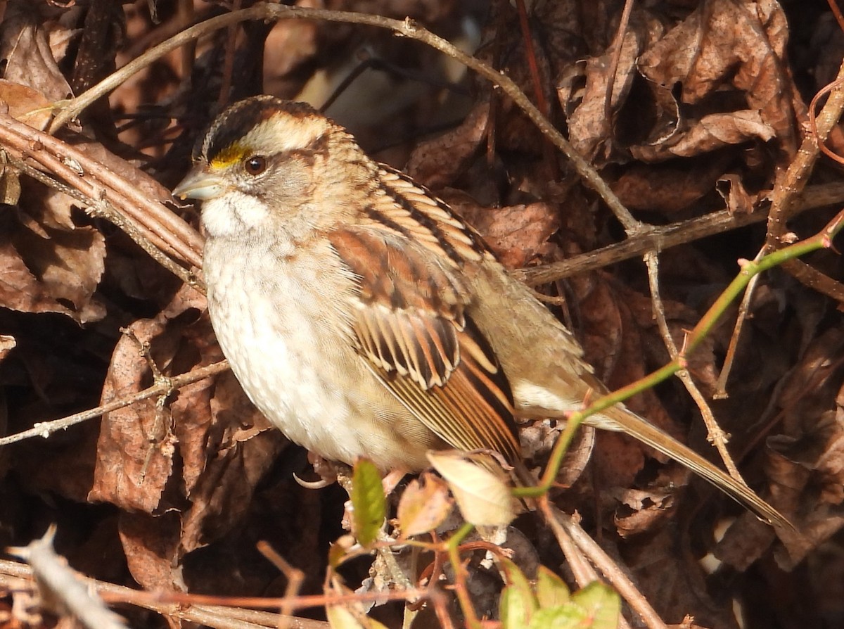 White-throated Sparrow - ML646545963