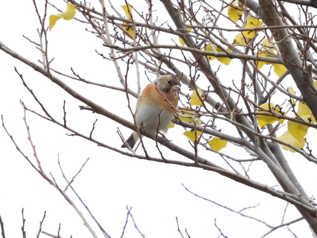 Brambling - ML646545966