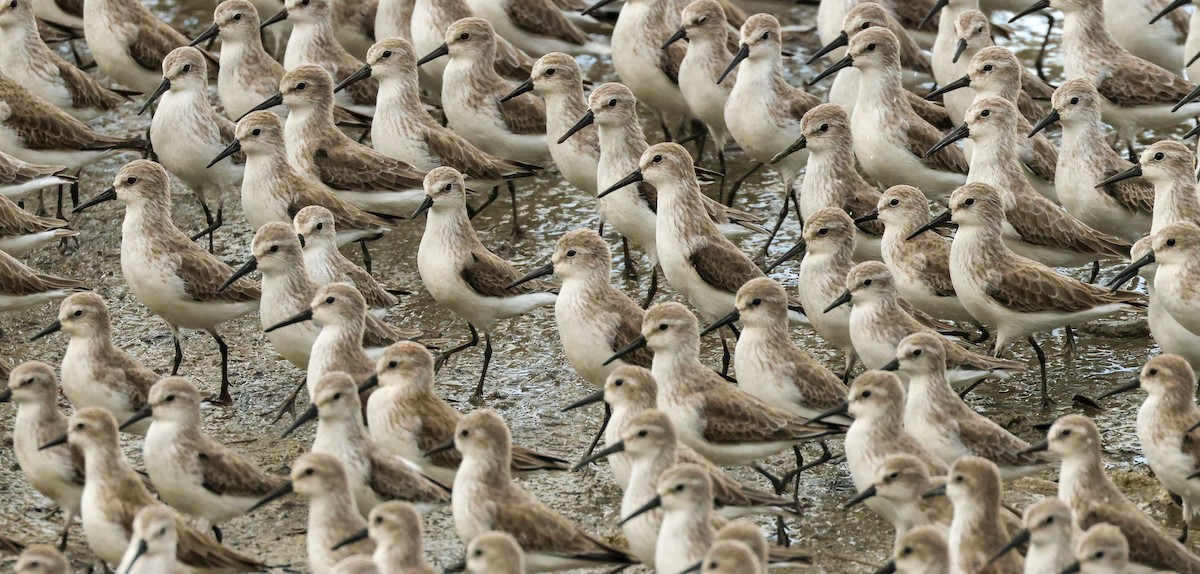 Western Sandpiper - ML646545967