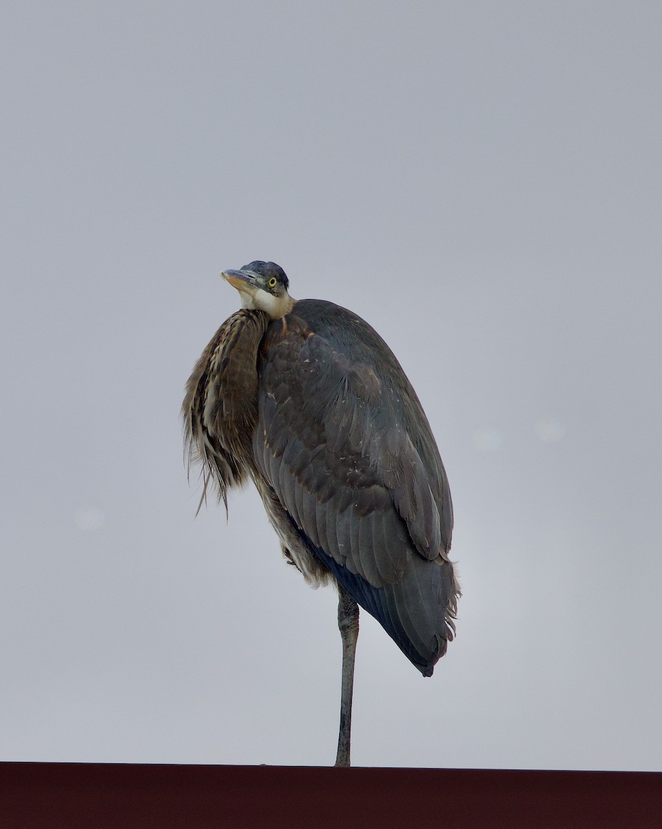 Great Blue Heron - ML646545968