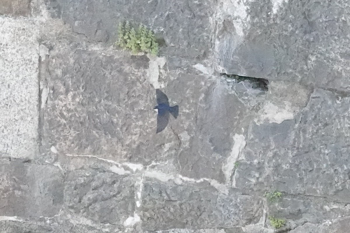 Blue-and-white Swallow - ML646545969