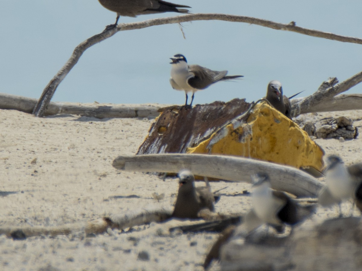 Charrán Embridado - ML646545970
