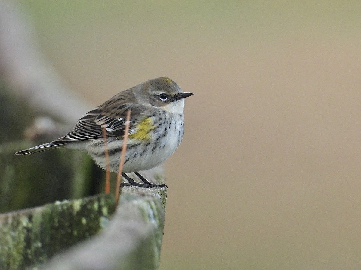 Yellow-rumped Warbler - ML646545972