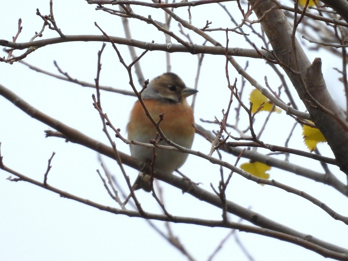 Brambling - ML646545974