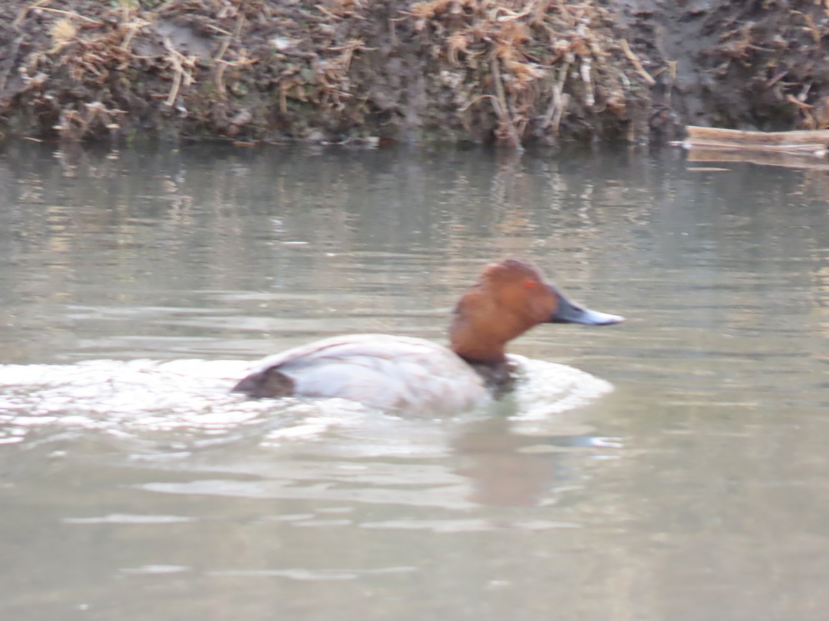 Common Pochard - ML646545975