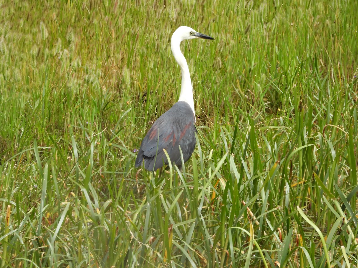 volavka bělokrká - ML646545976