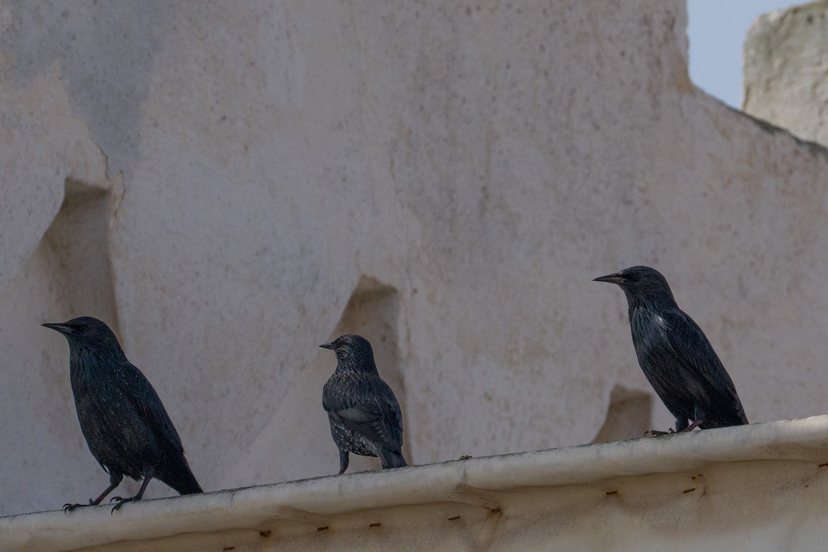 Spotless Starling - ML646545977