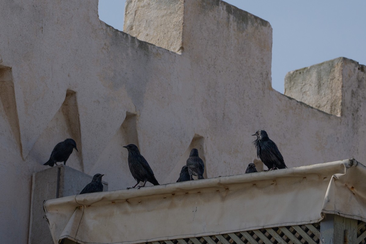 Spotless Starling - ML646545978