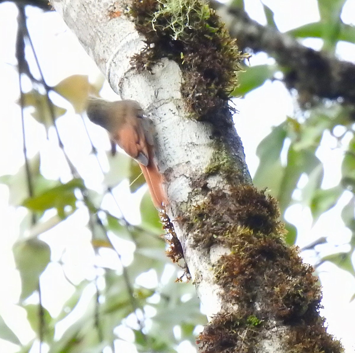 Olivaceous Woodcreeper - ML646545982