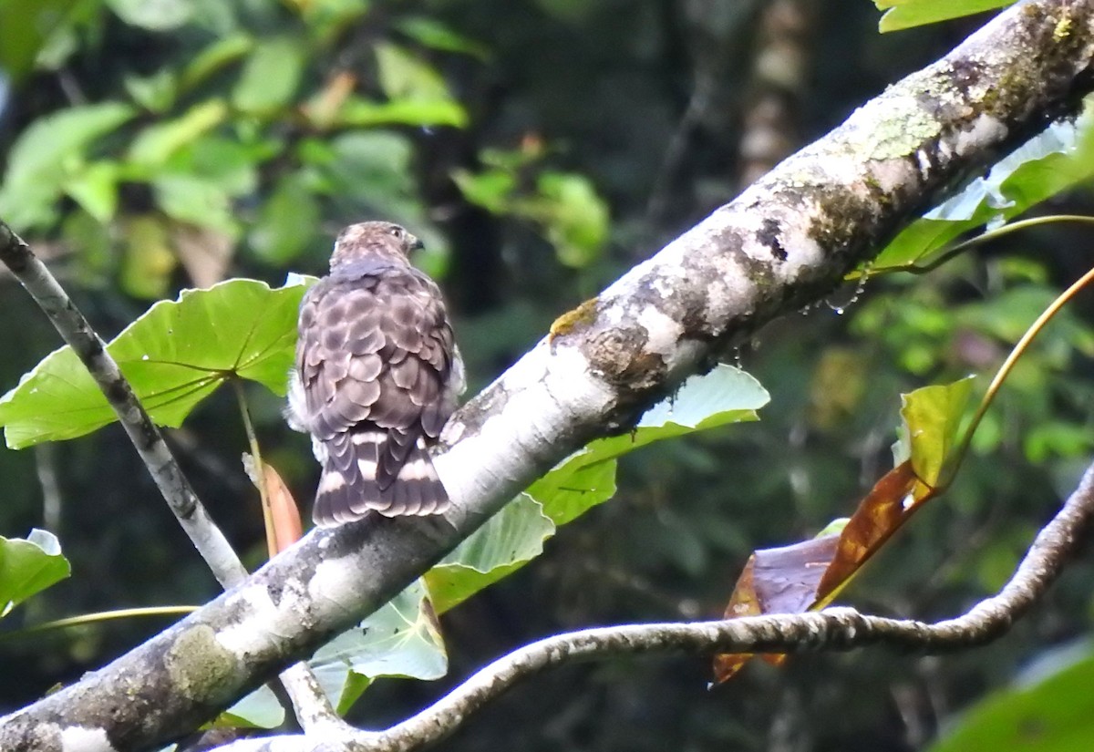 Канюк ширококрилий (підвид platypterus) - ML646545983