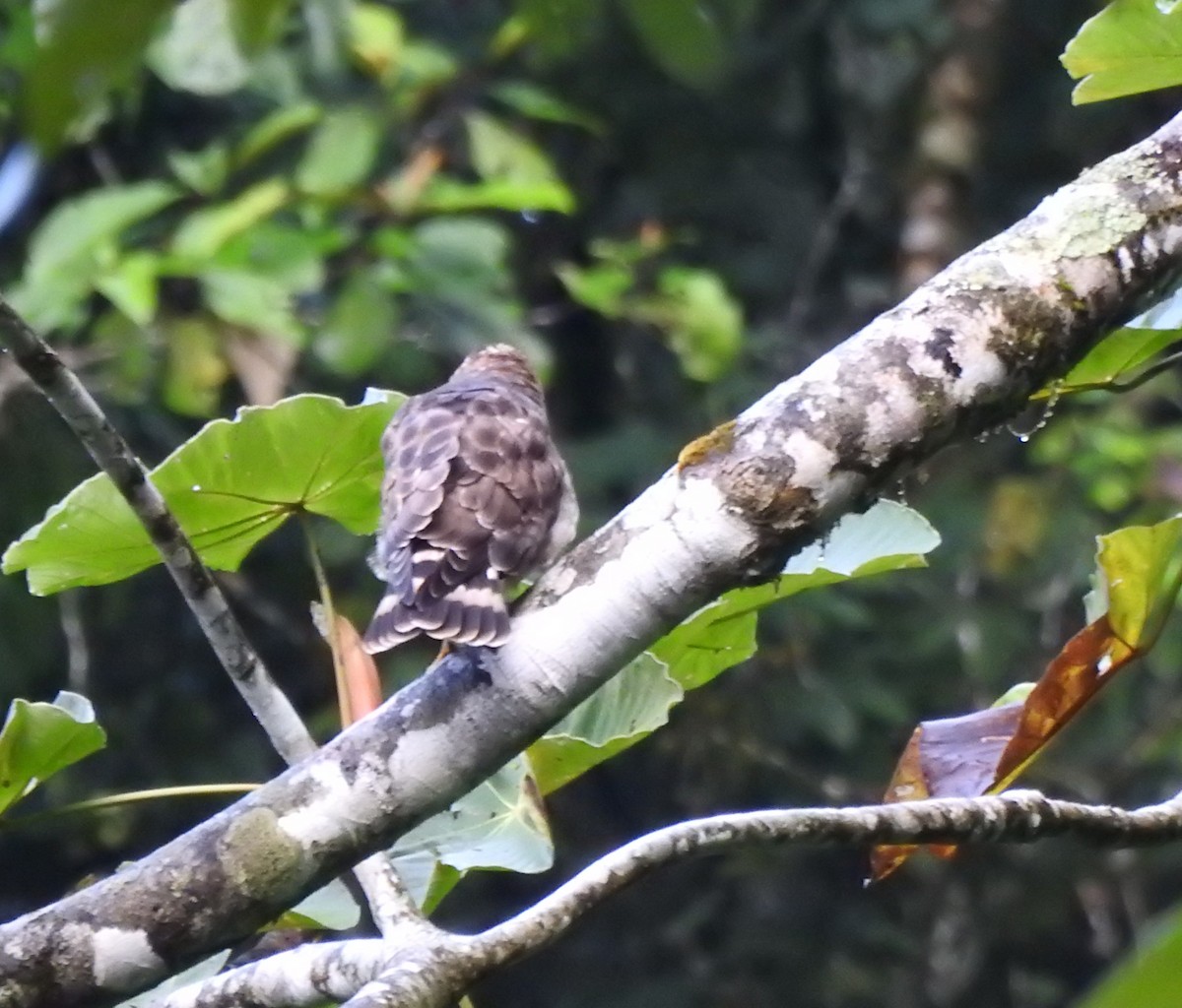 Канюк ширококрилий (підвид platypterus) - ML646545984