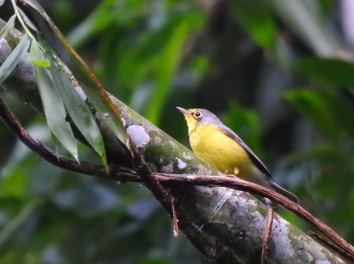 Paruline du Canada - ML646545985