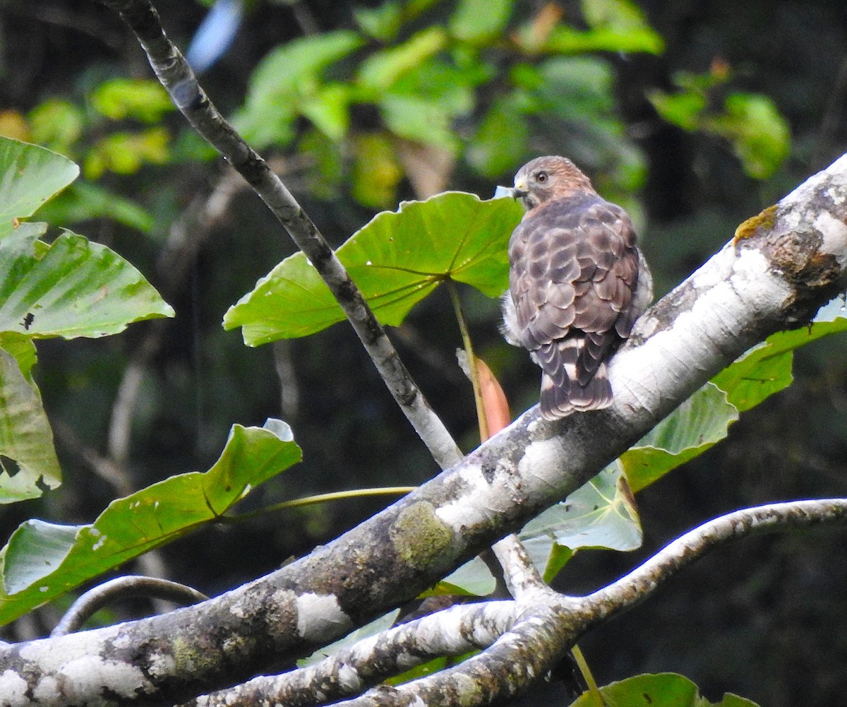 Канюк ширококрилий (підвид platypterus) - ML646545986