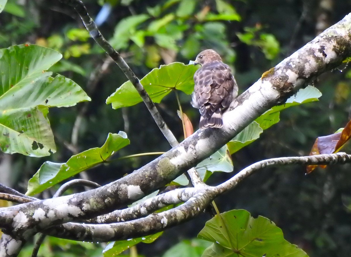 Канюк ширококрилий (підвид platypterus) - ML646545987