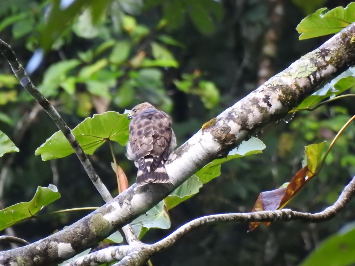 Канюк ширококрилий (підвид platypterus) - ML646545991