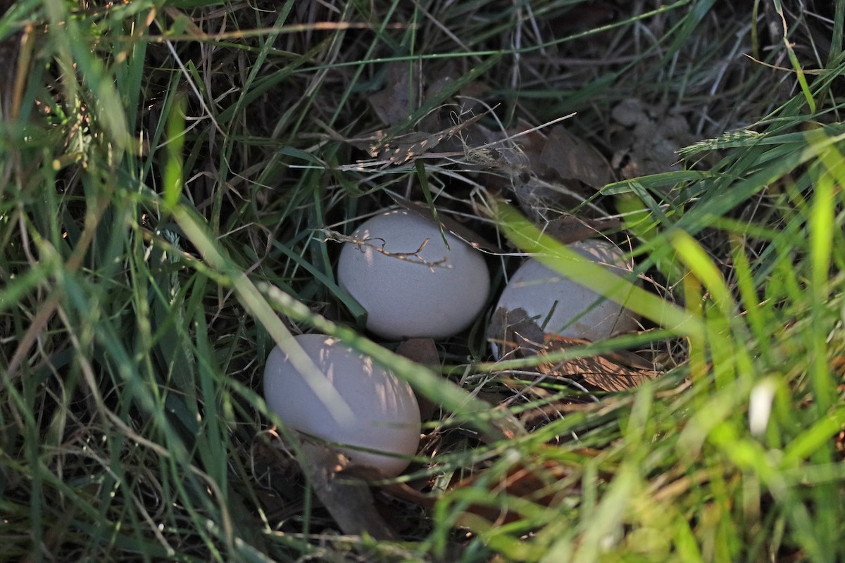 páv korunkatý - ML646545996