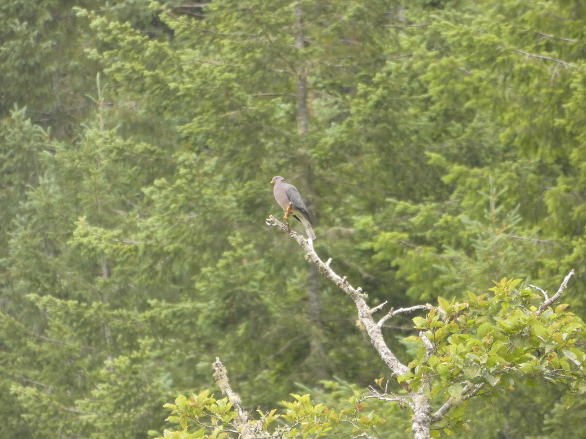 Band-tailed Pigeon - ML646545998