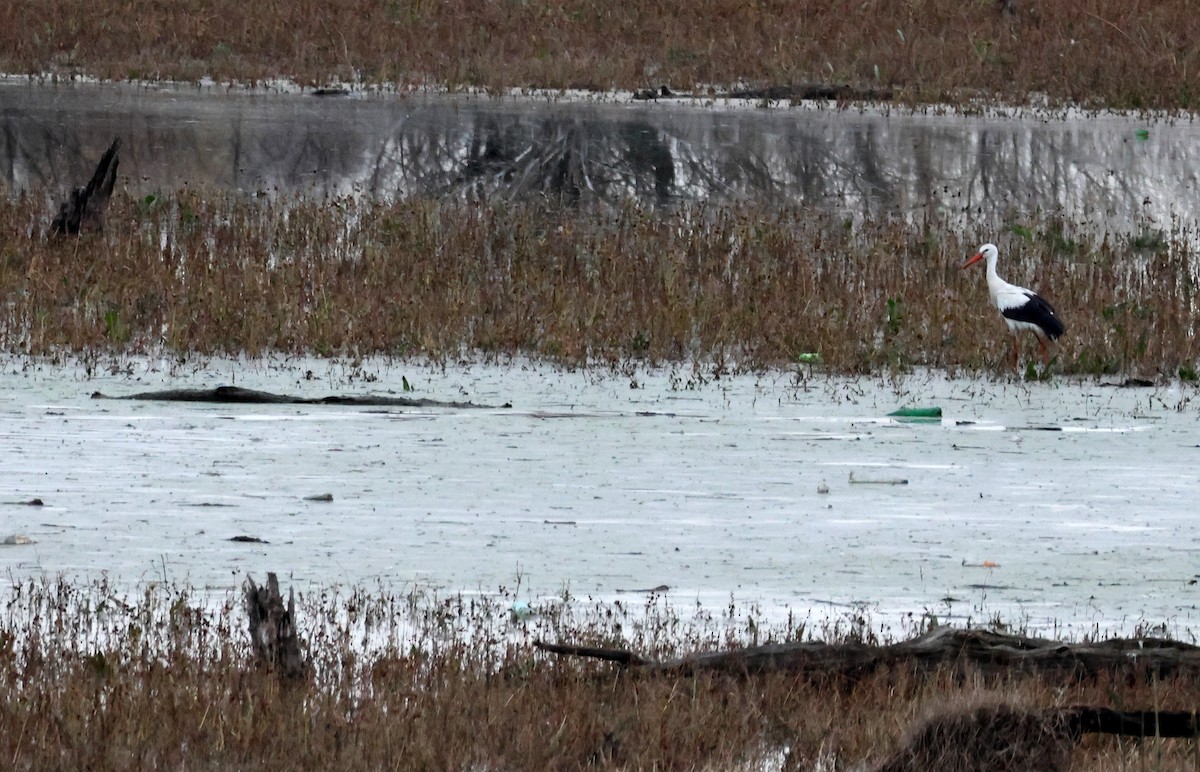 White Stork - ML646545999