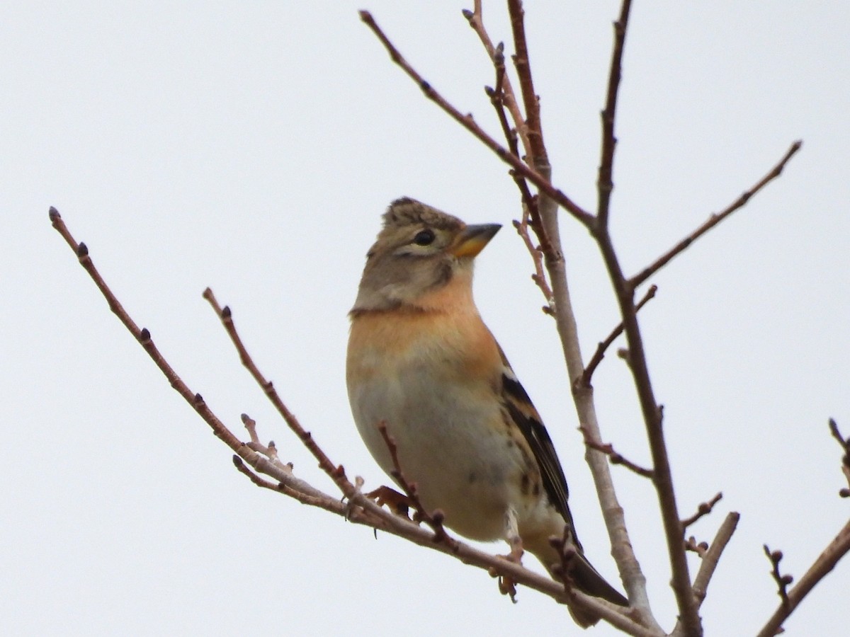 Brambling - ML646546000