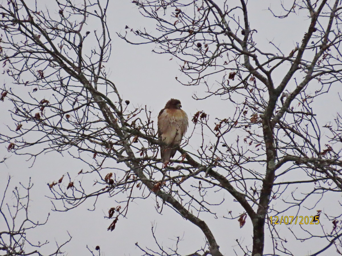 Zapelatz buztangorria - ML646546001