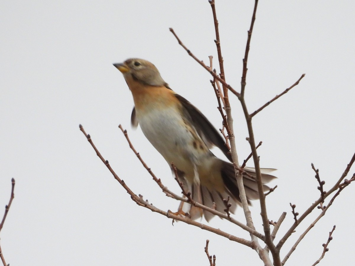 Brambling - ML646546004