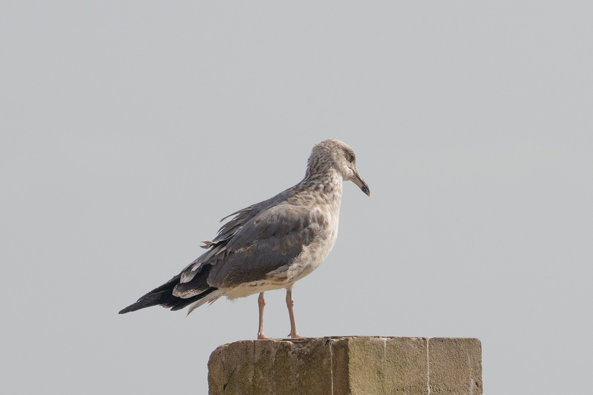 Lesser Black-backed Gull - ML646546005