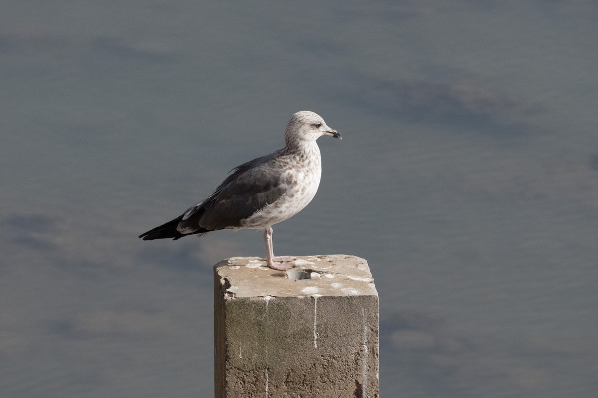 Kara Sırtlı Martı - ML646546006