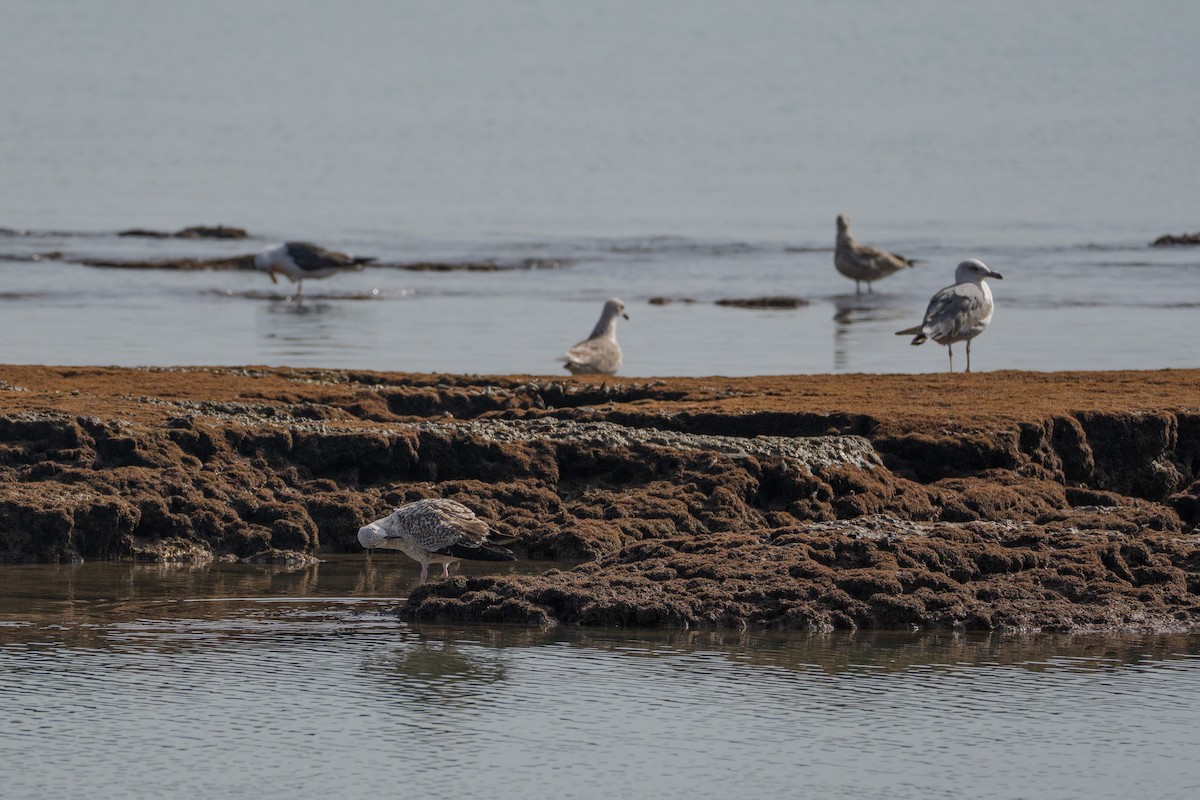 Kara Sırtlı Martı - ML646546007