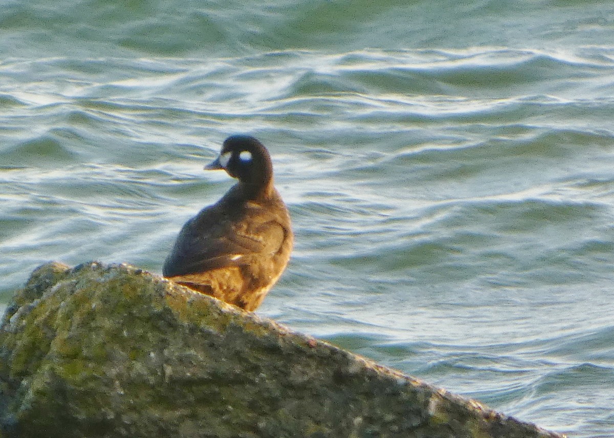 Harlequin Duck - ML646546011