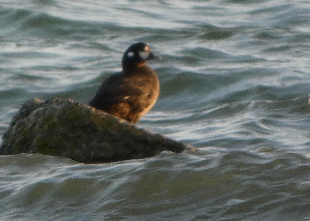 Harlequin Duck - ML646546012