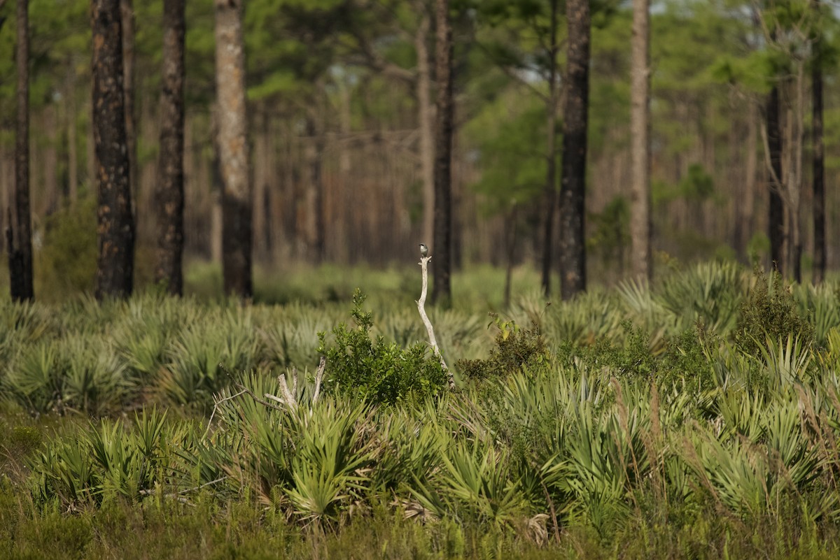 Alcaudón Americano - ML646546013
