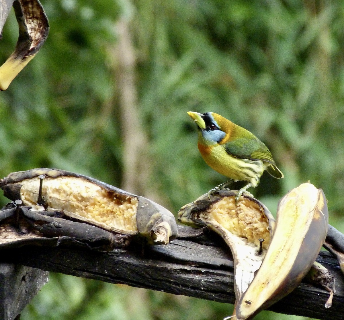 vousák andský - ML646546017