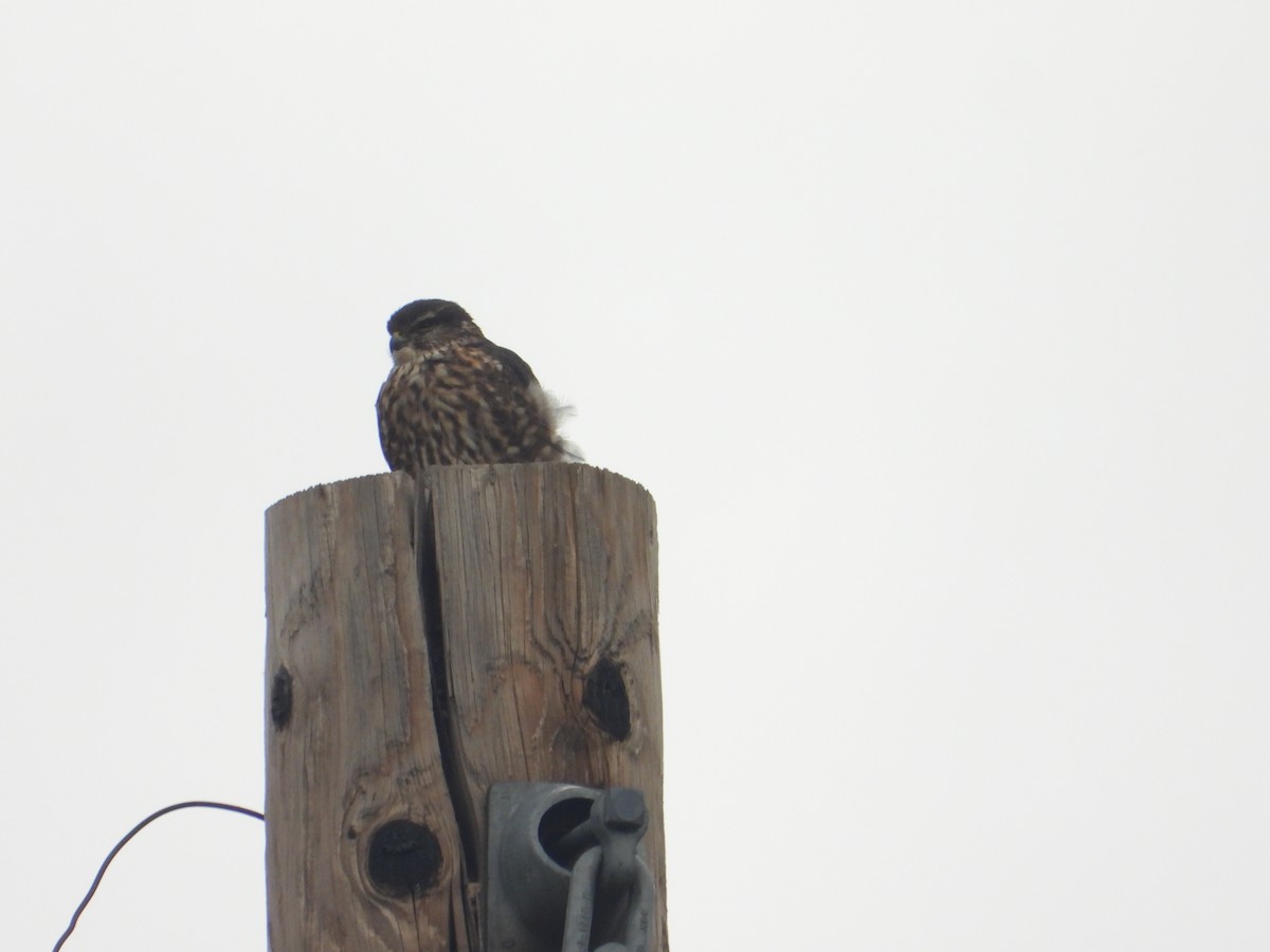 Підсоколик малий - ML646546023