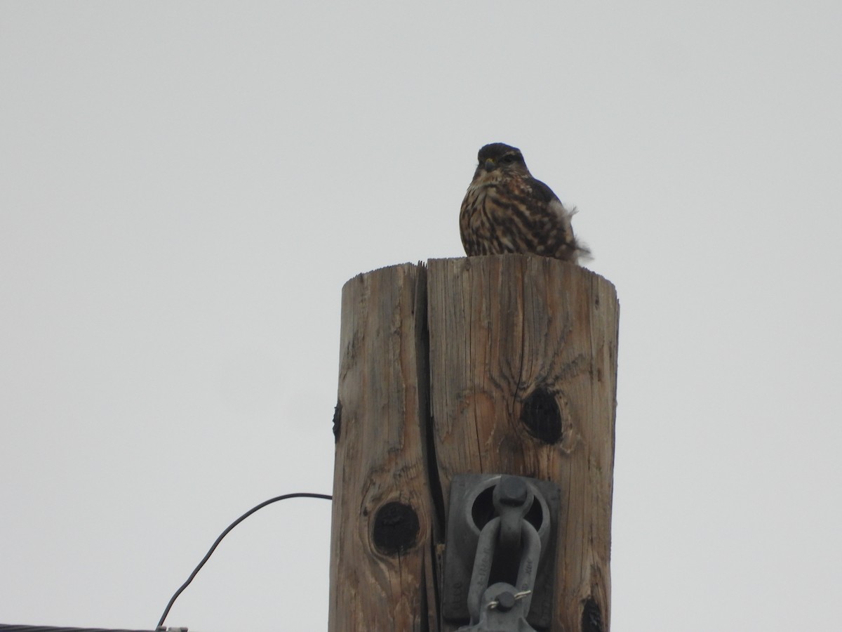 Підсоколик малий - ML646546025