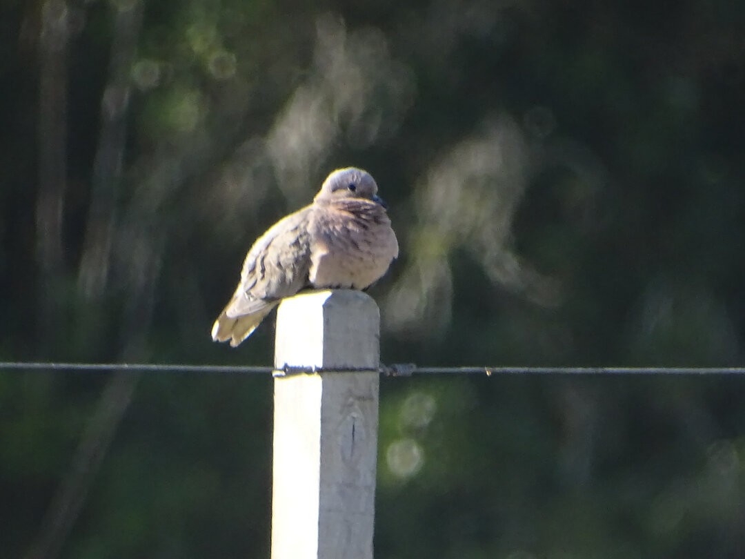 ミミグロバト - ML646546031