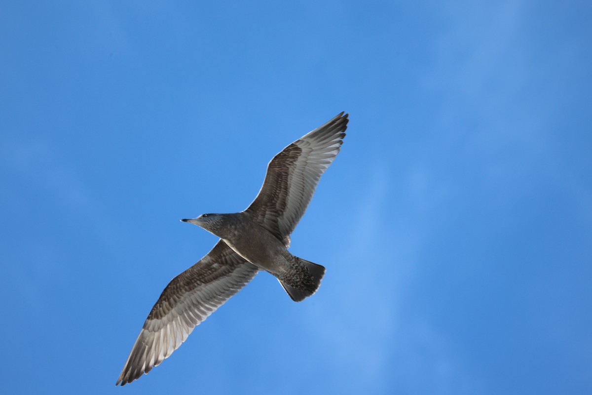 racek americký - ML646546032