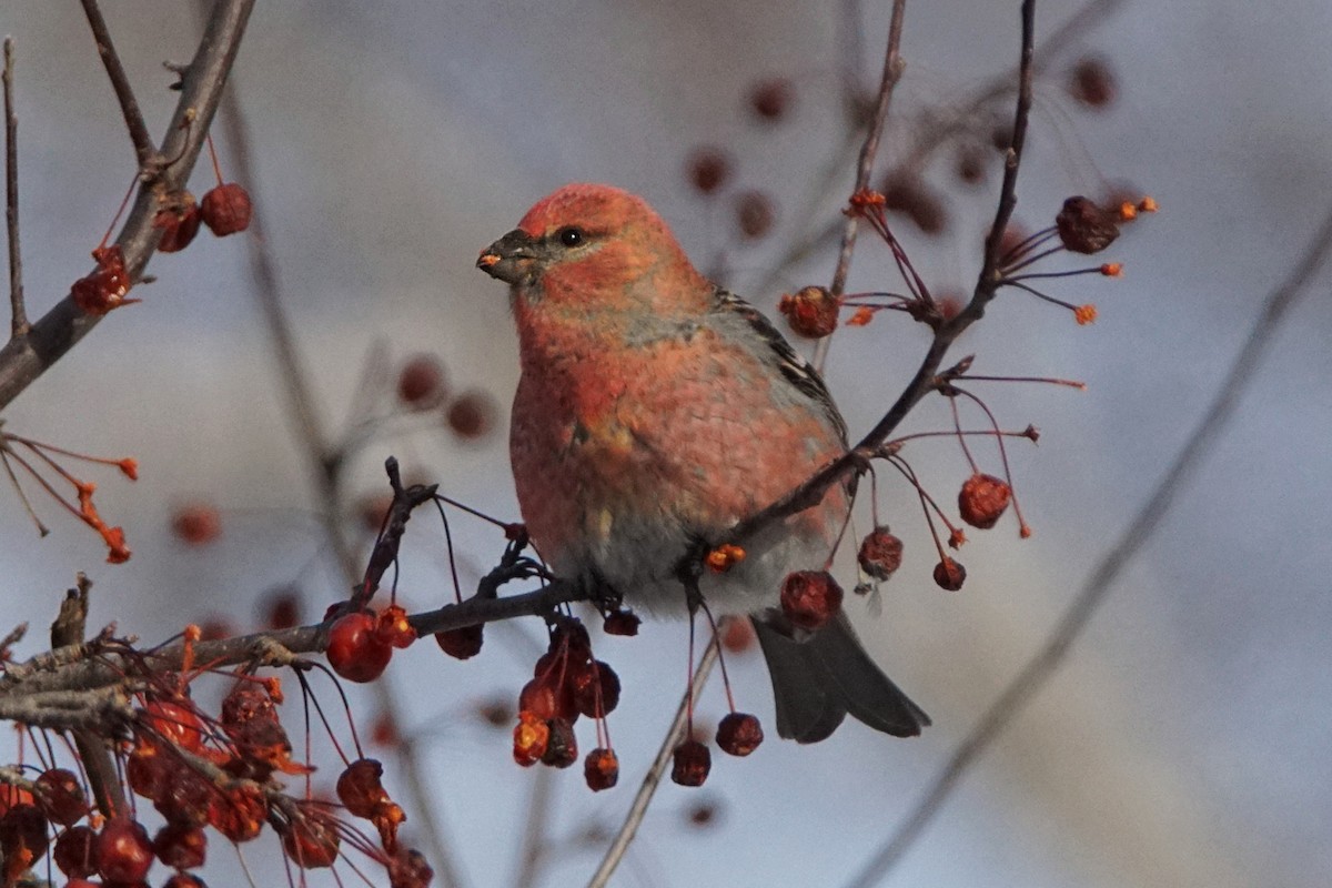 Hakengimpel - ML646546033