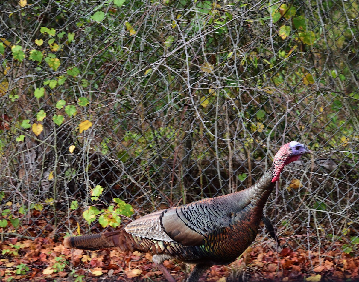 Wild Turkey - ML646546034