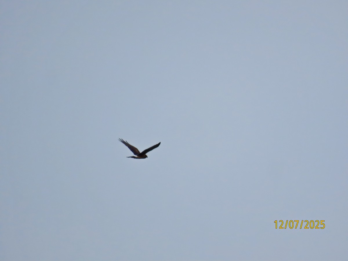 Mirotz zuri iparramerikarra - ML646546035